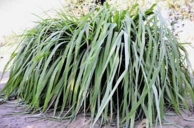 Citronela: conheça os benefícios, usos e como esse repelente natural ajuda a afastar mosquitos no verão