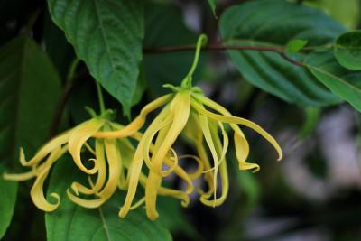 Óleo Essencial de Ylang-Ylang: para que serve, benefícios e presença nos Blends Relax e Energy Wellife